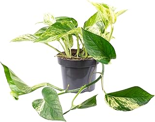 Les meilleures plantes d’intérieur pour embellir votre maison Efeutute - Plante d