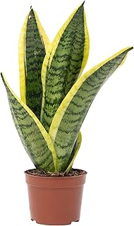 Les meilleures plantes d’intérieur pour embellir votre maison Sansevière - plante d