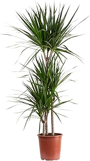 Les meilleures plantes d’intérieur pour embellir votre maison Dragonnier marginé 3 troncs - plante d