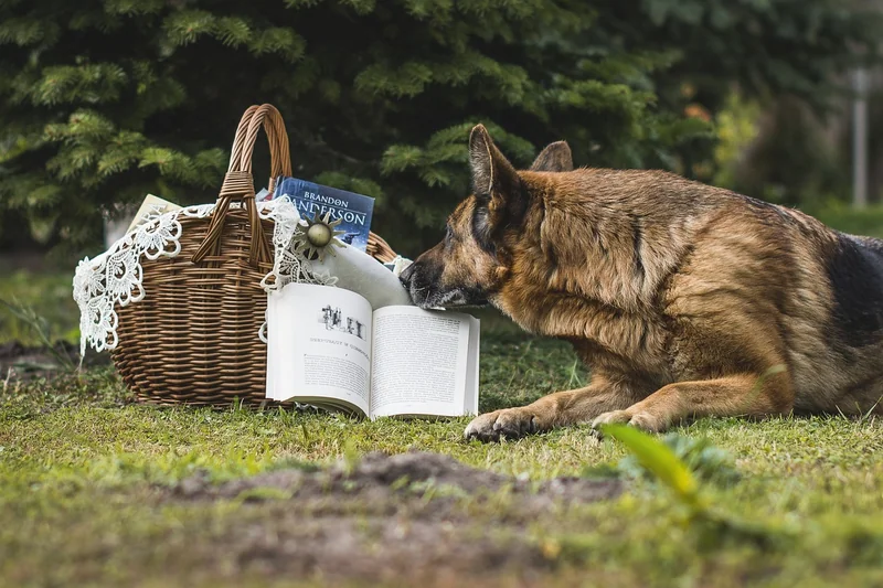 Acheter son propre chien détecteur : est-ce rentable ?