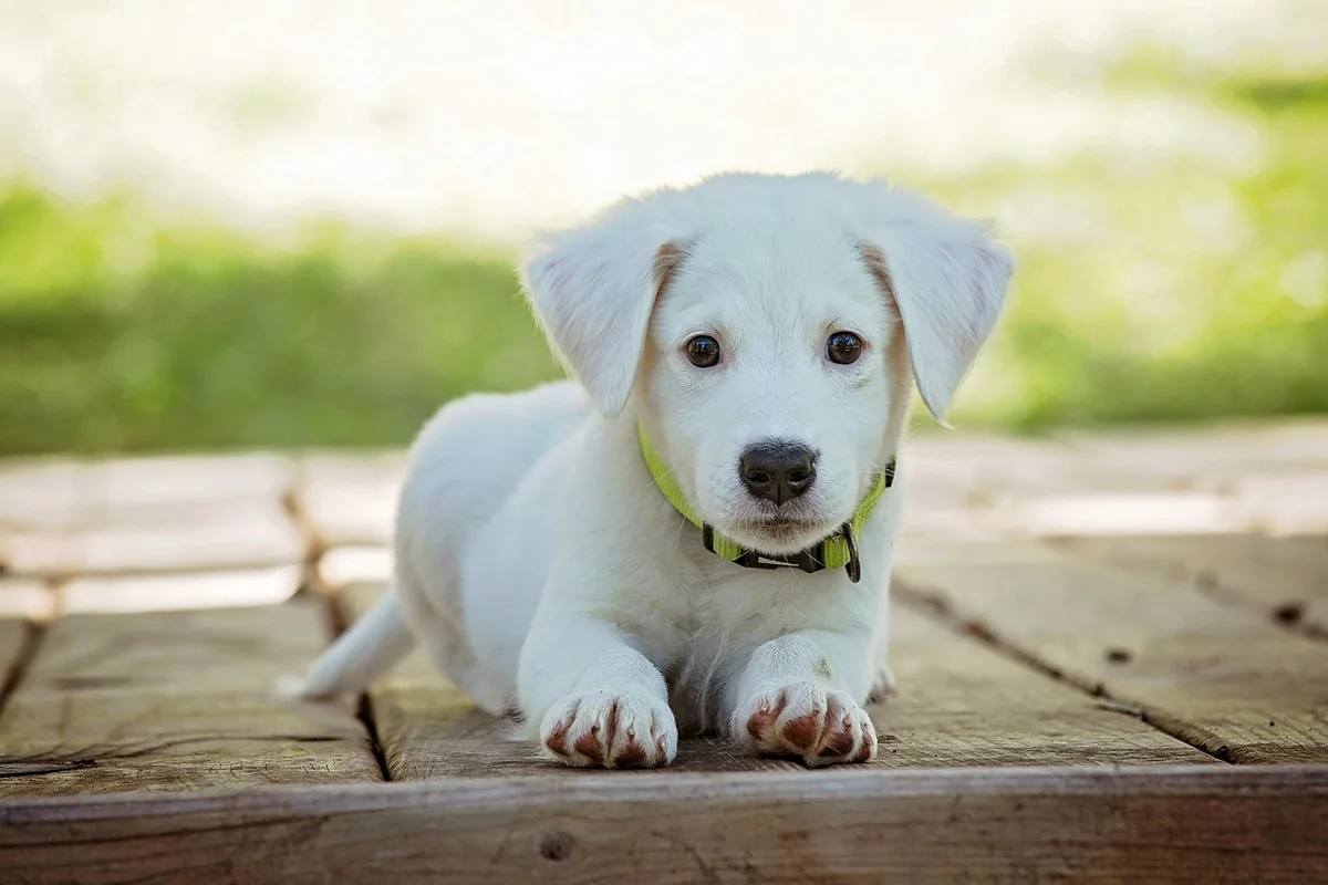 Découvrez combien coûte un chien détecteur de punaise de lit en 2026