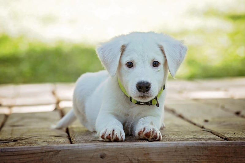 Découvrez combien coûte un chien détecteur de punaise de lit en 2026