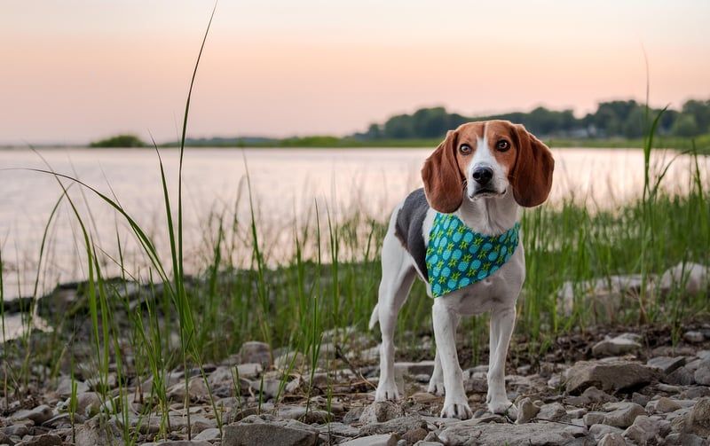 Découvrez le tarif 2026 pour la détection canine des punaises de lit : efficacité garantie !
