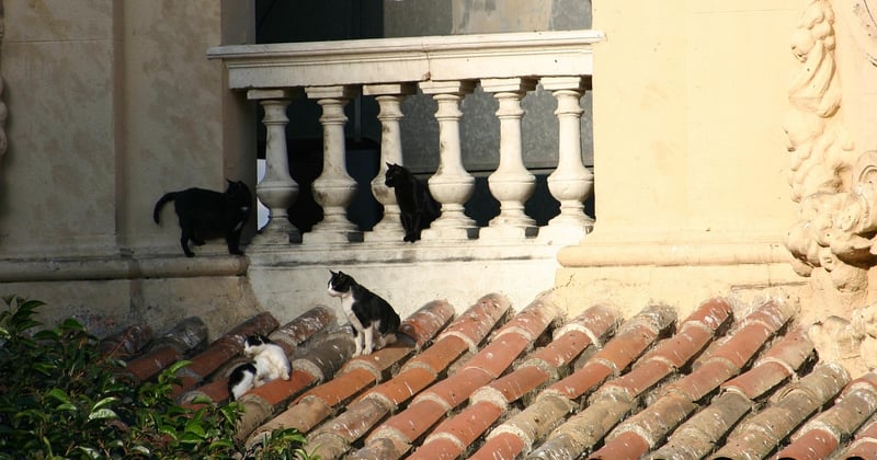 Sécuriser un balcon pour un chat sans le défigurer : nos astuces discrètes