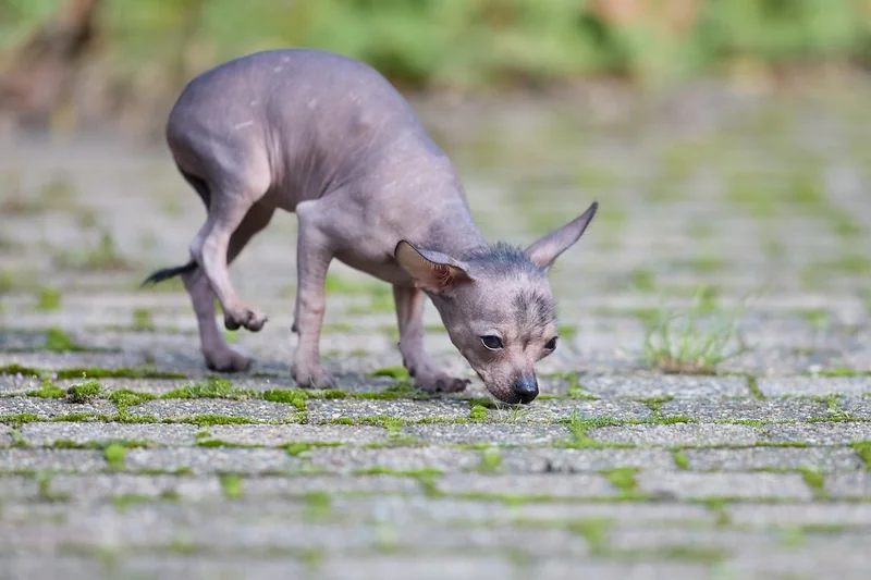 Tarif détection canine punaises de lit : les fourchettes par type de bien
