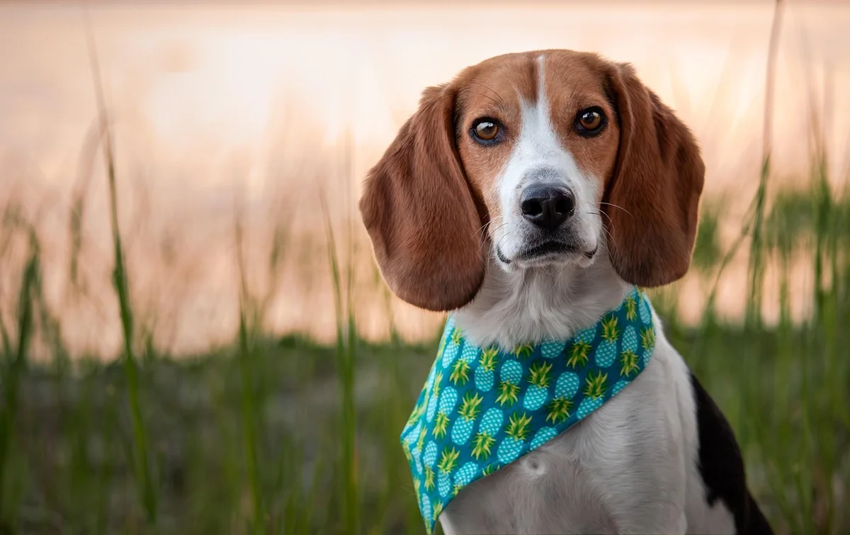 Les facteurs qui font varier le prix du chien détecteur