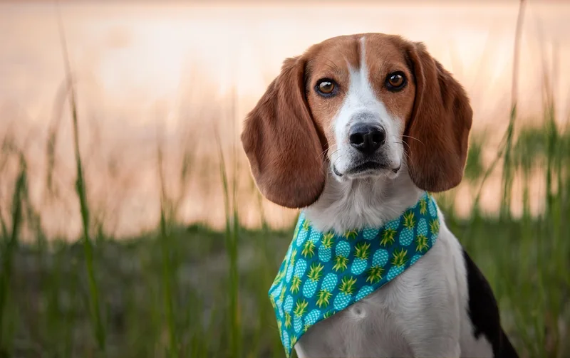 Les facteurs qui font varier le prix du chien détecteur