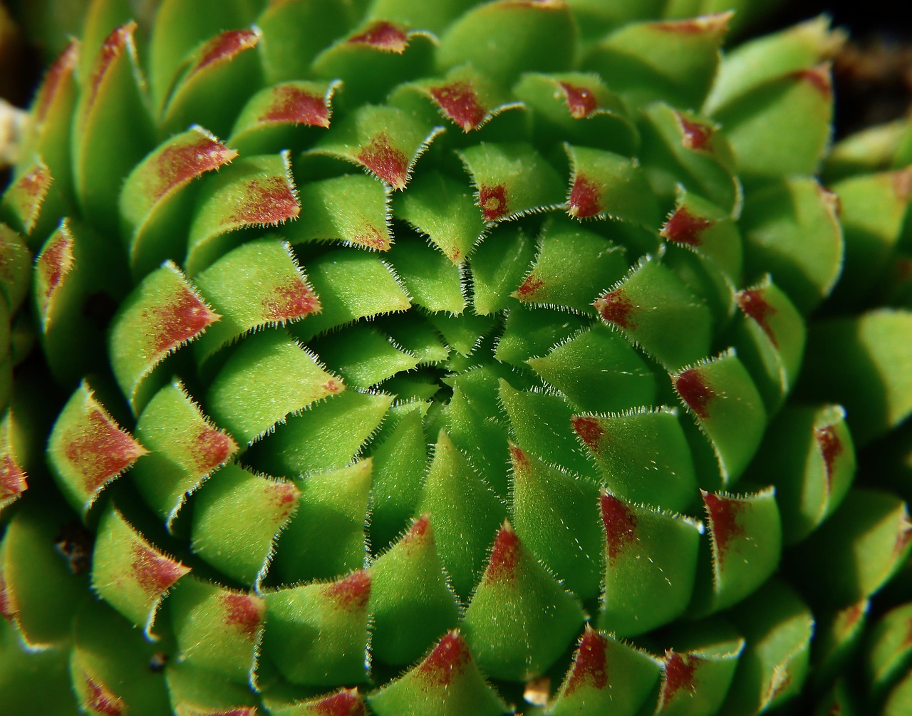 Quels végétaux choisir pour un jardin nécessitant peu d’entretien ?