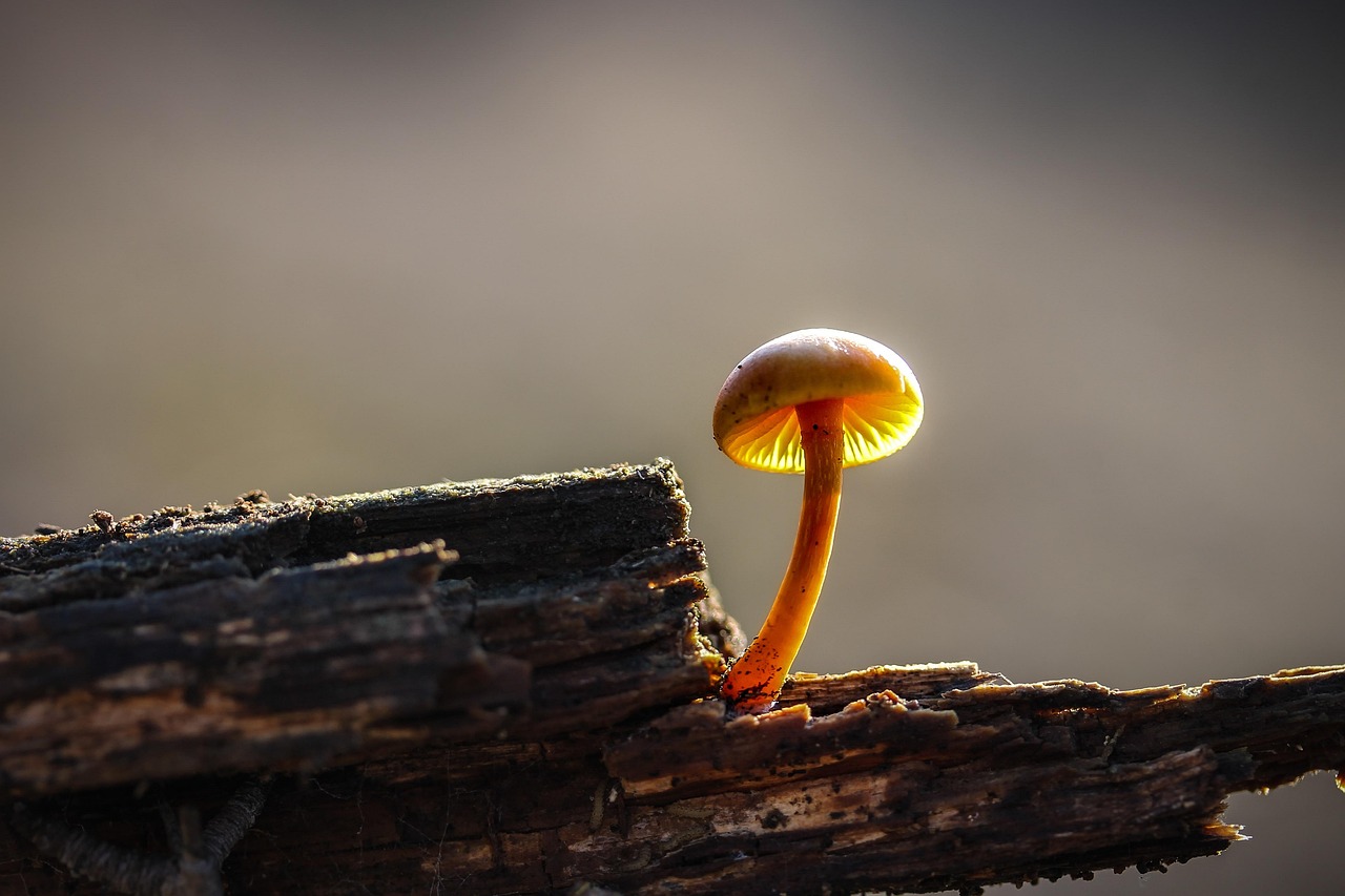 d&eacute;couvrez les diff&eacute;rentes esp&egrave;ces de bois, leurs caract&eacute;ristiques, utilisations et avantages pour vos projets de construction, d&eacute;coration et artisanat.